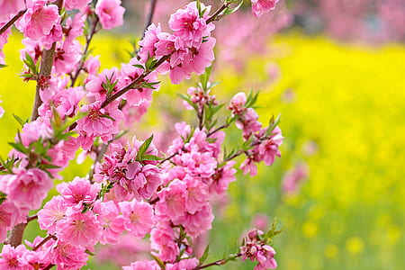 photo of pink petaled flowers thumbnail