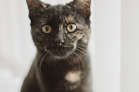 Closeup Photo of Tortoiseshell Cat thumbnail