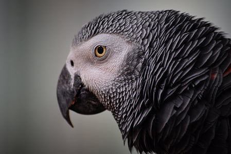 close-up photography of African gray parrot's face thumbnail