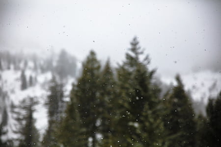 green leafed pine trees during winter season thumbnail