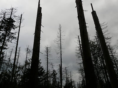 low angle photography of forest thumbnail