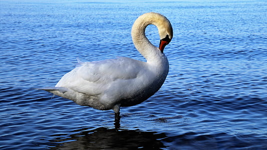swan standing on water thumbnail