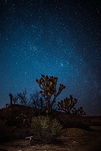 selective focus photography of tree under stars at nighttime thumbnail