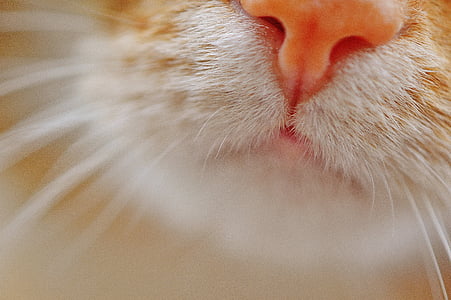 cat, nose, snout, pet, cat nose, animal thumbnail
