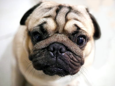 selective focus photog fawn pug puppy thumbnail