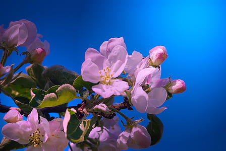 selective focus photography of pink cherry blossom thumbnail