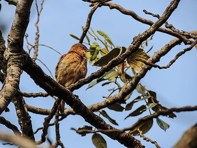 brown bird on brown tree stick thumbnail