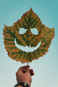 Person Holding Dry Leaf thumbnail