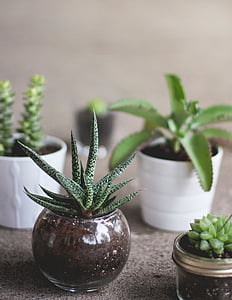assorted green plants thumbnail