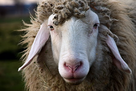 close up photography of white sheep thumbnail