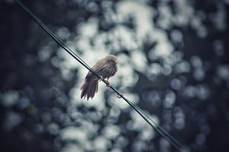 selective focus photo of gray bird perching on black wire at daytime thumbnail
