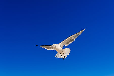 white bird flying thumbnail