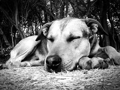 short-coated dog lying on grass thumbnail