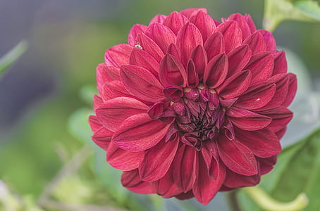 selective focus photography of pink Dahlia flower thumbnail