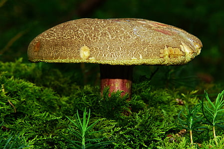 macro photography of mushroom thumbnail