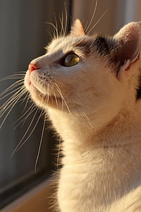 white and black cat near window thumbnail