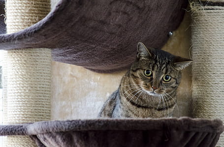 brown tabby cat thumbnail