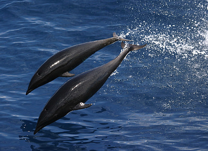 two gray dolphins above body of water thumbnail