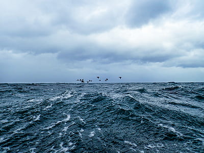 flying birds on ocean thumbnail