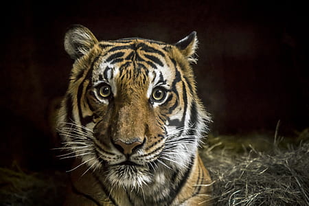 photo of bengal tiger thumbnail