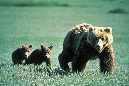 Grizzly bear with two cubs on grass field thumbnail
