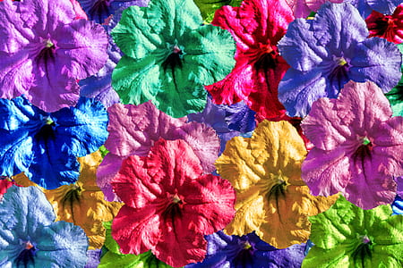 assorted-color Mexican petunia flowers in bloom thumbnail