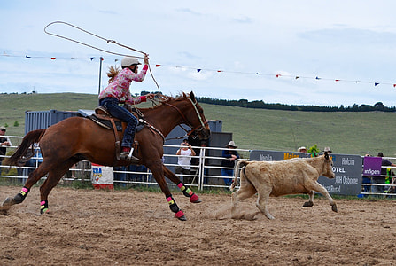 woman riding horse while holding lasso trying to catch a running cattle near people during day thumbnail