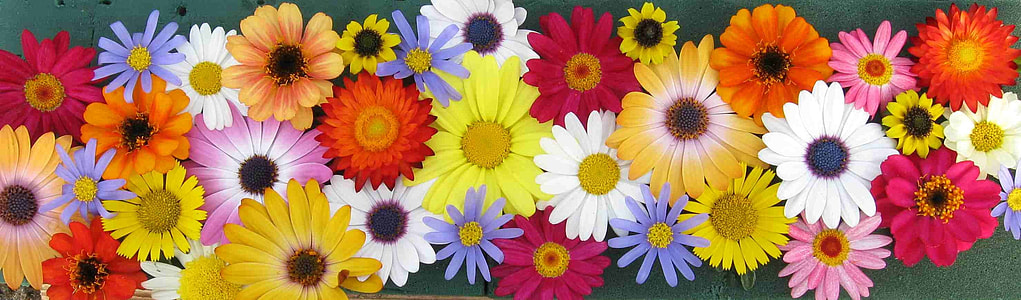 white, pink, and orange petaled flowers thumbnail