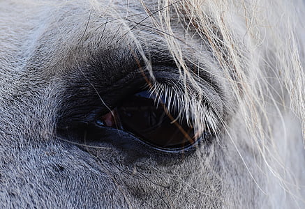 close up photo of horse eye thumbnail