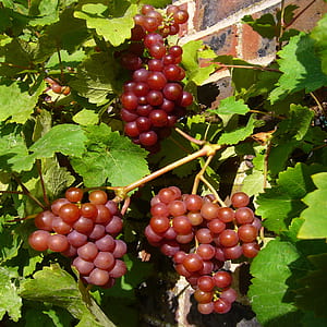 grapes on leaves thumbnail