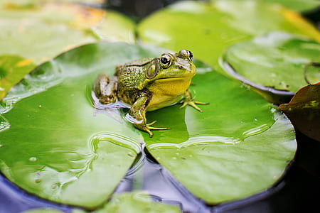 shallow focus photography of green frog thumbnail