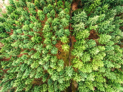 top view of green trees thumbnail