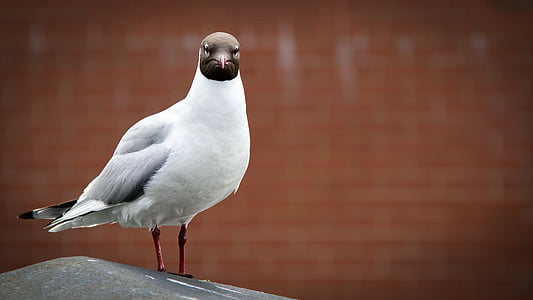 focus photo of Franklin's gull thumbnail