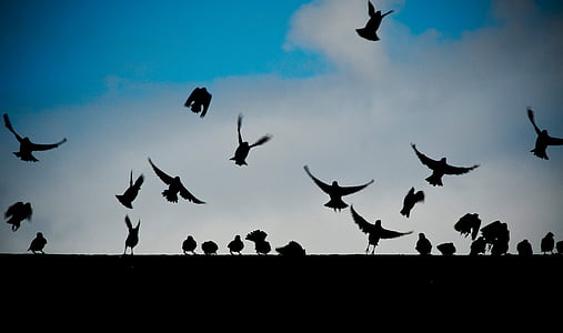 silhouette of flying birds under white clouds thumbnail