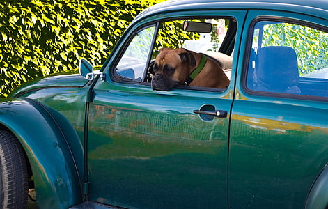 brown bull mastiff in the green Volkswagen Beetle coupe thumbnail