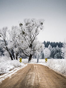 empty dirt roads between trees thumbnail