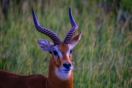 Brown and White Gazelle on Green Grass thumbnail