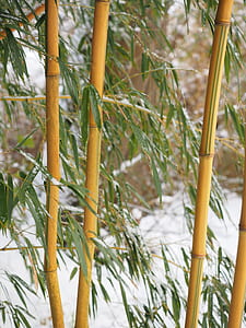 bamboo trees thumbnail