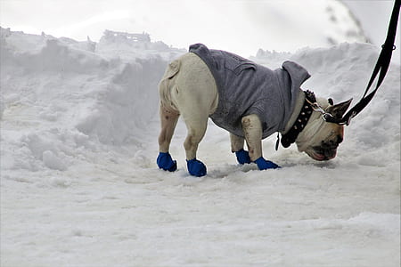 brown and white French bulldog with grey hoodie and black leash standing on show thumbnail