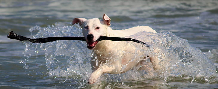 short-coated white dog running on ocean shore during daytime thumbnail