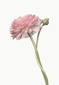 pink flower thumbnail