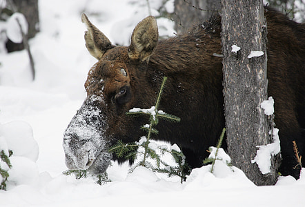 brown camel on snow field thumbnail
