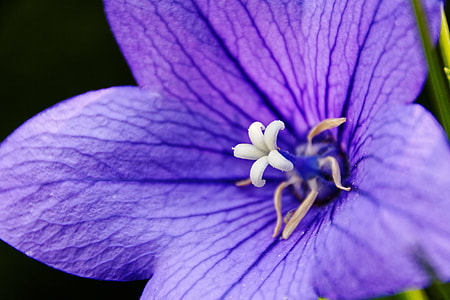 Balloon Flowe, Platycodon Grandiflorus thumbnail