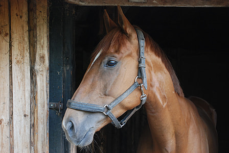 brown horse inside stable at daytime thumbnail