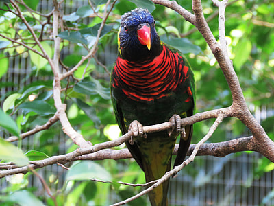 blue and red bird perching on tree branch thumbnail