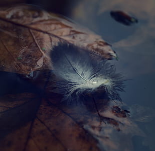 macro photography of gray feather floating on water thumbnail