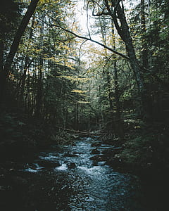 body of water between trees thumbnail