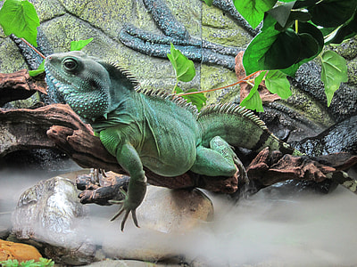 green bearded dragon standing on brown tree branch thumbnail