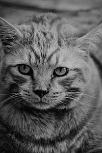 grayscale photography of tabby cat thumbnail