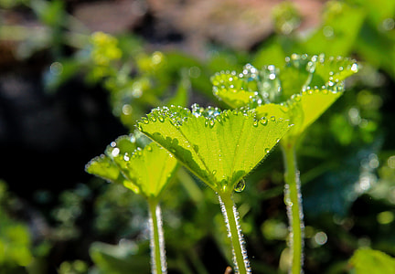 shallow focus photography of green plants thumbnail